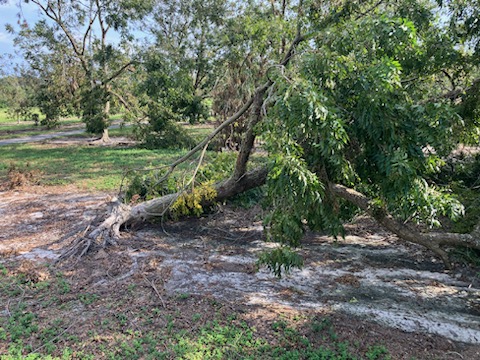 Featured image for “Georgia Ag Partners Launch Joint Hurricane Relief Fund for Farmers Impacted by Helene”