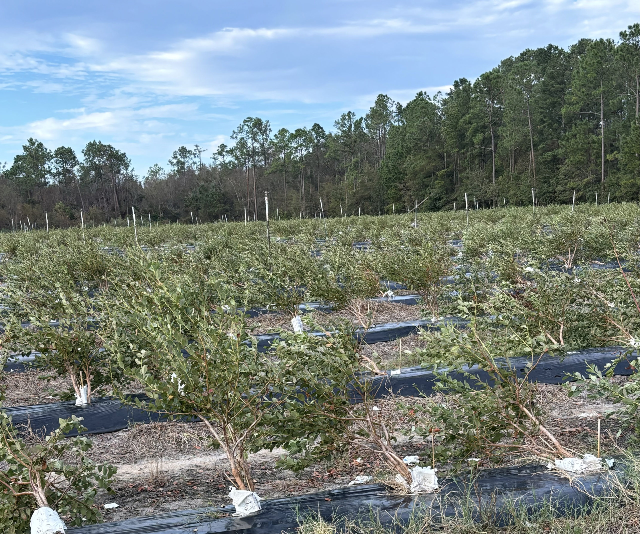 Featured image for “Georgia Blueberry Producer Expects 40% of Crop in 2025”