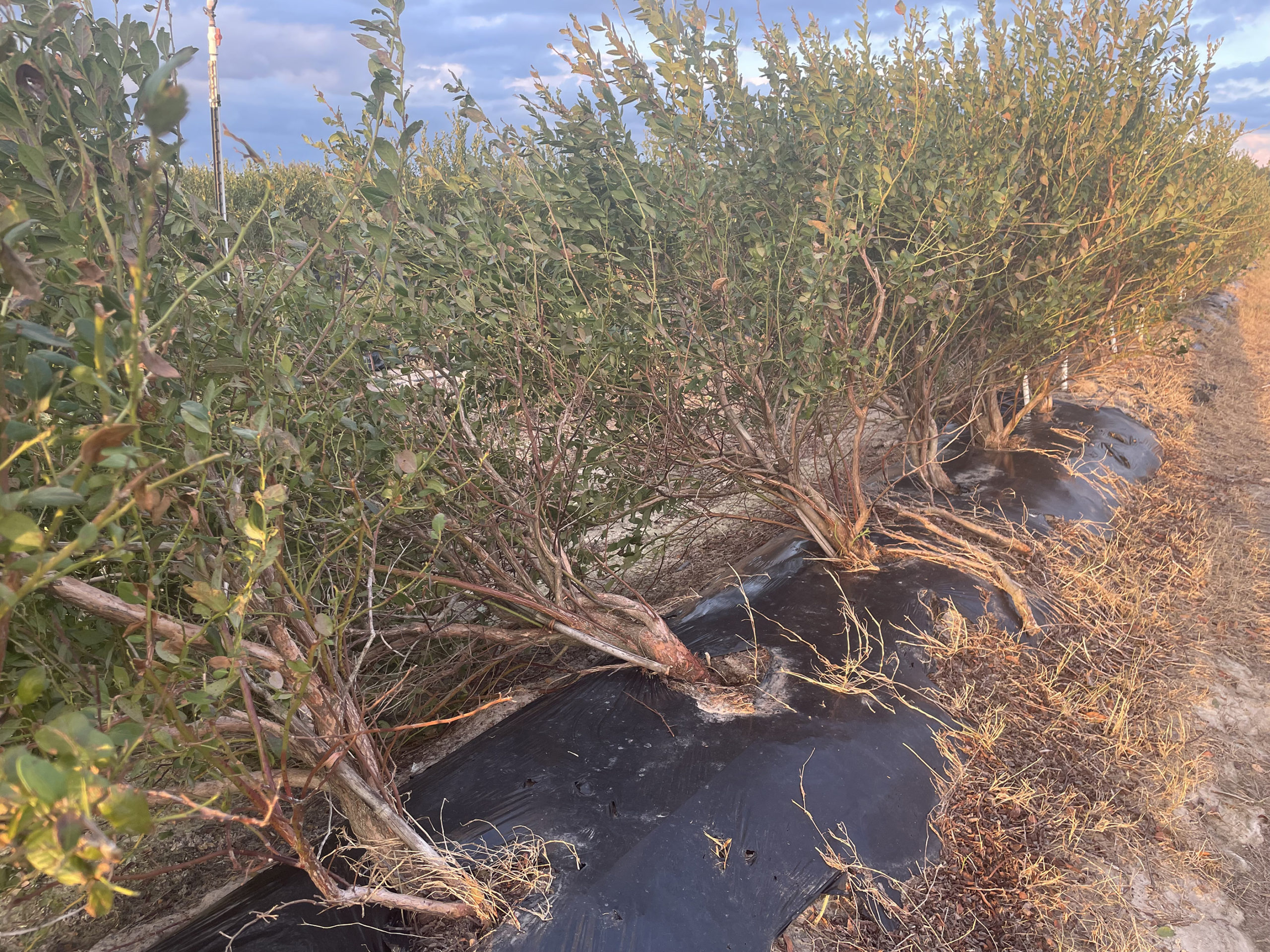 Featured image for “Blueberry Disease Management Recommendations After Hurricane Helene”