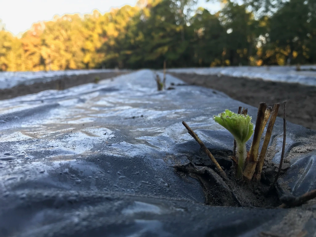 Featured image for “What’s Happening? Clemson Extension Agents Provide Crop Updates”