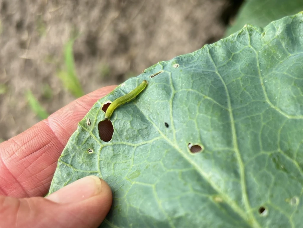 Featured image for “What’s Happening? Clemson Extension Agents Provide Crop Updates”