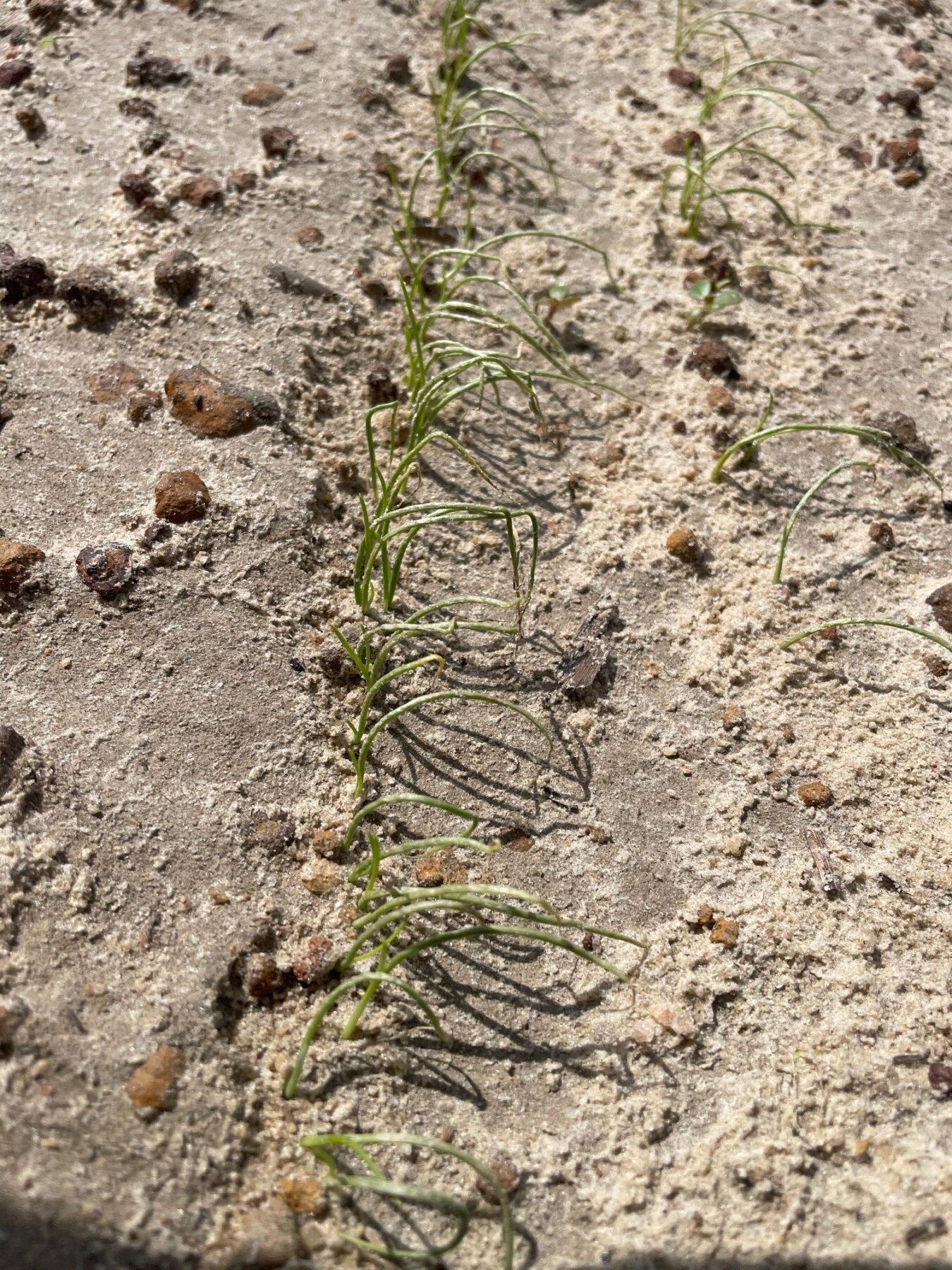 Featured image for “Hurricane Helene’s Impact on Georgia’s Vidalia Onion Seedbeds”