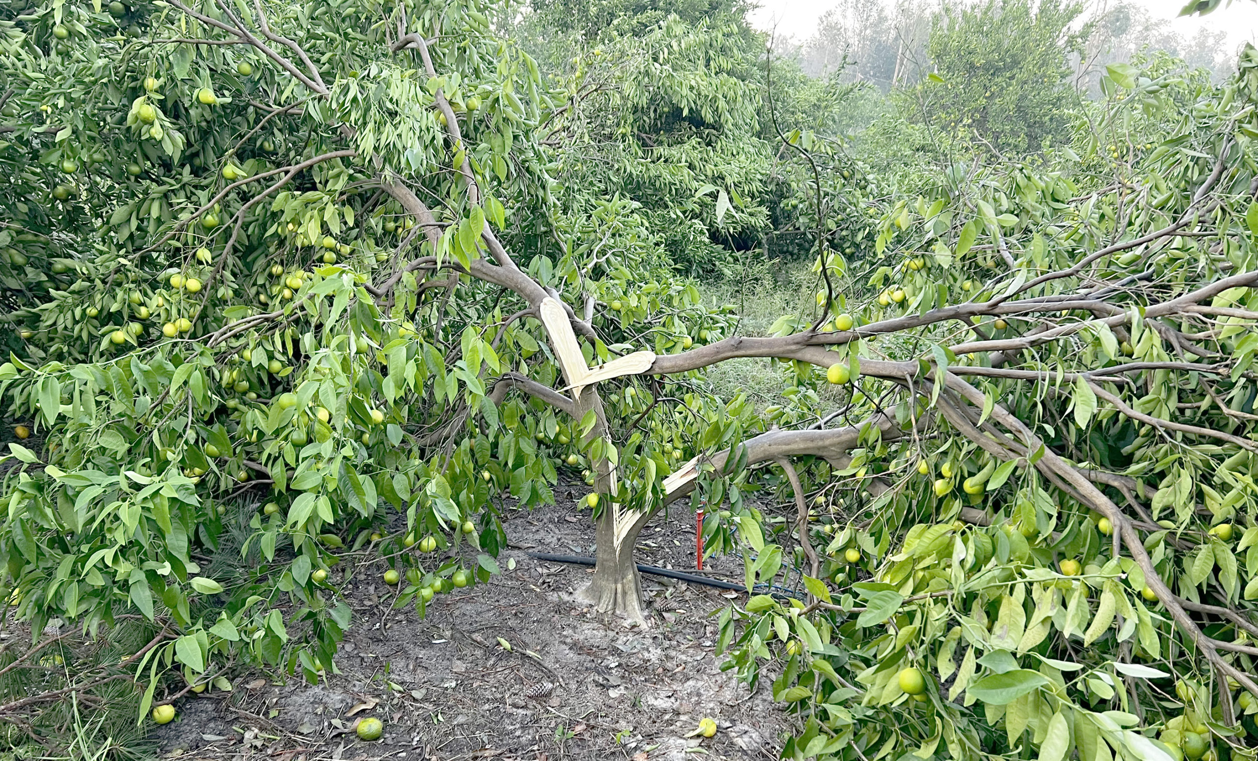 Featured image for “Georgia Citrus Crop Outlook Following Hurricane Helene”