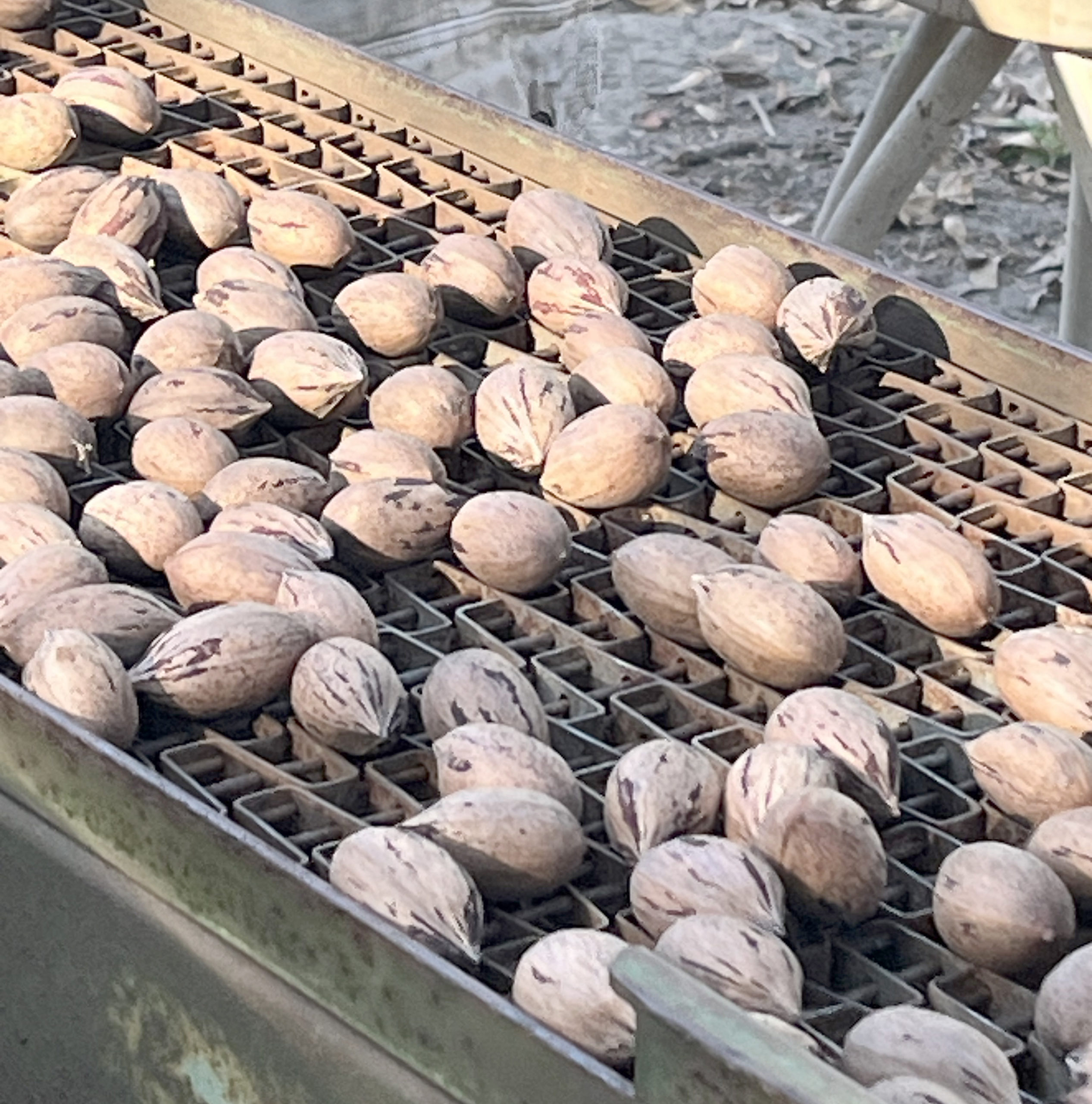 Featured image for “‘Disappointing’ Season for Georgia Pecan Growers”