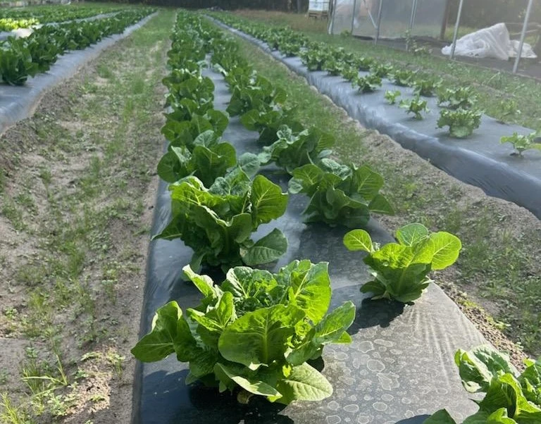 Featured image for “What’s Happening? Clemson Extension Agents Provide Crop Updates”