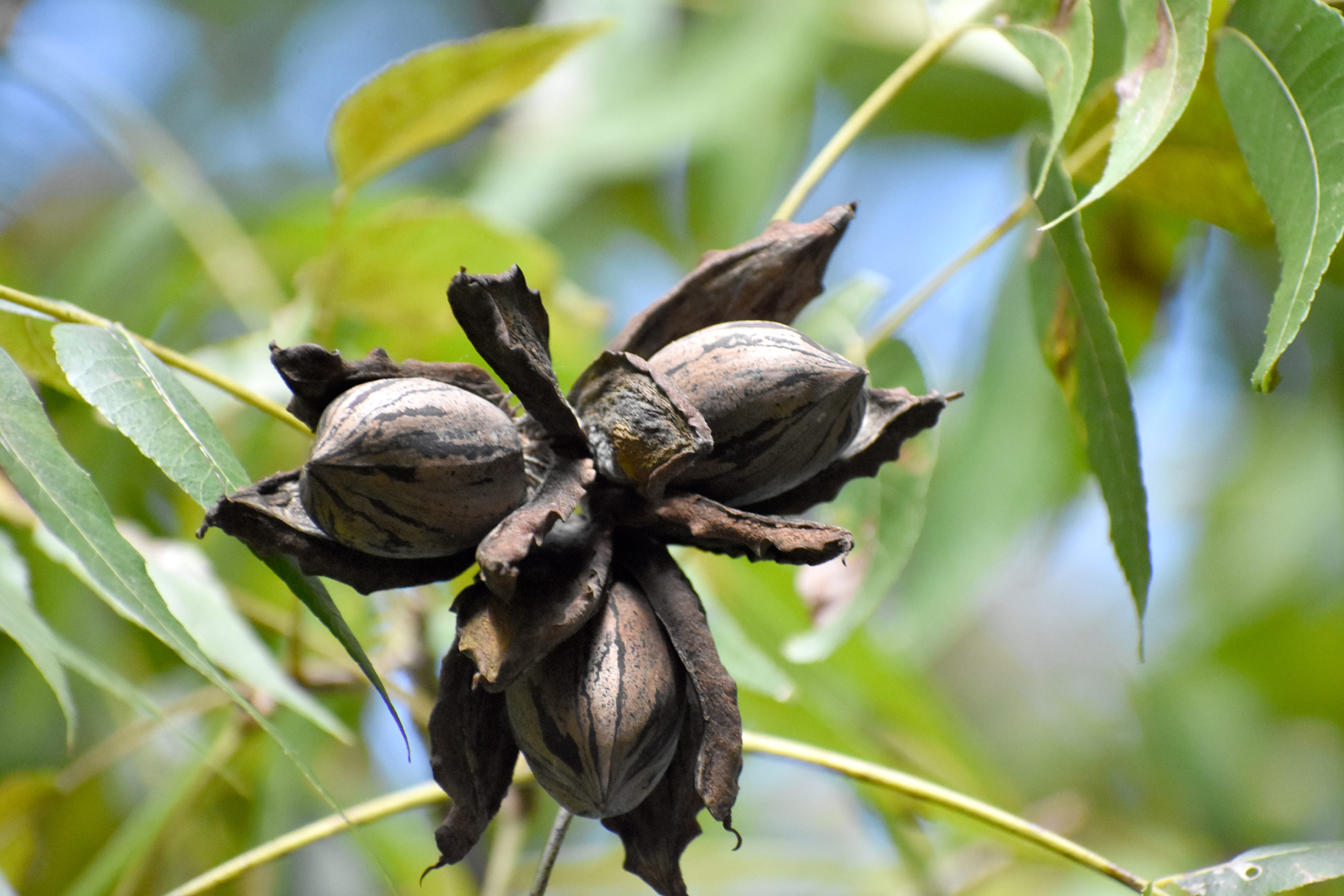 Featured image for “To Sell or Store: Pecan Producers Face Dilemma”