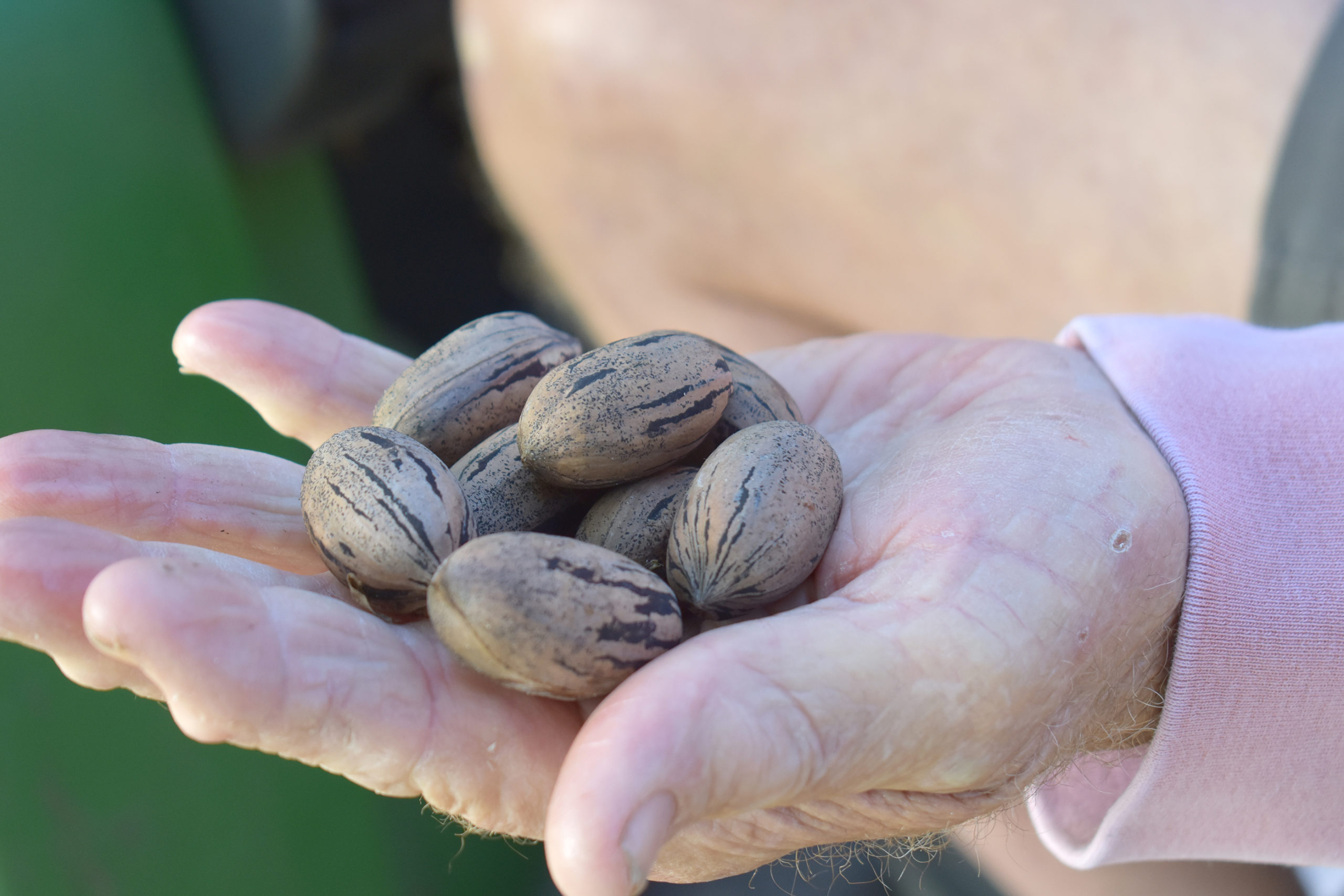 Featured image for “Pecan Harvests Underway: Sprouting, Embryo Rot Are Concerns”