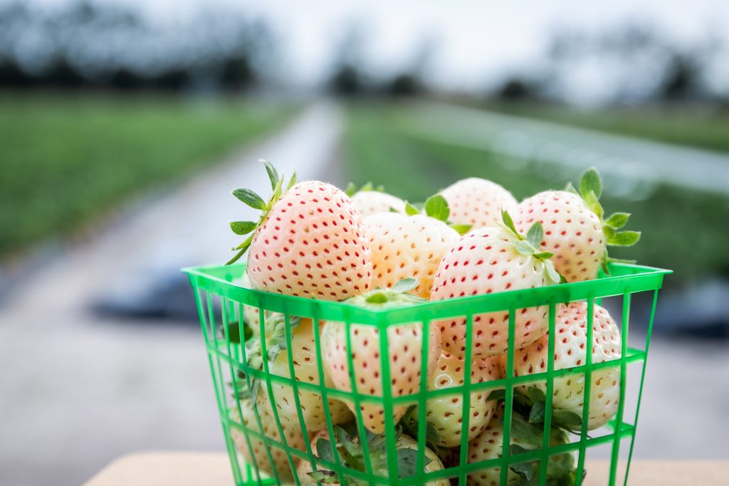 Featured image for “Pineberry Still Appealing to Consumers”