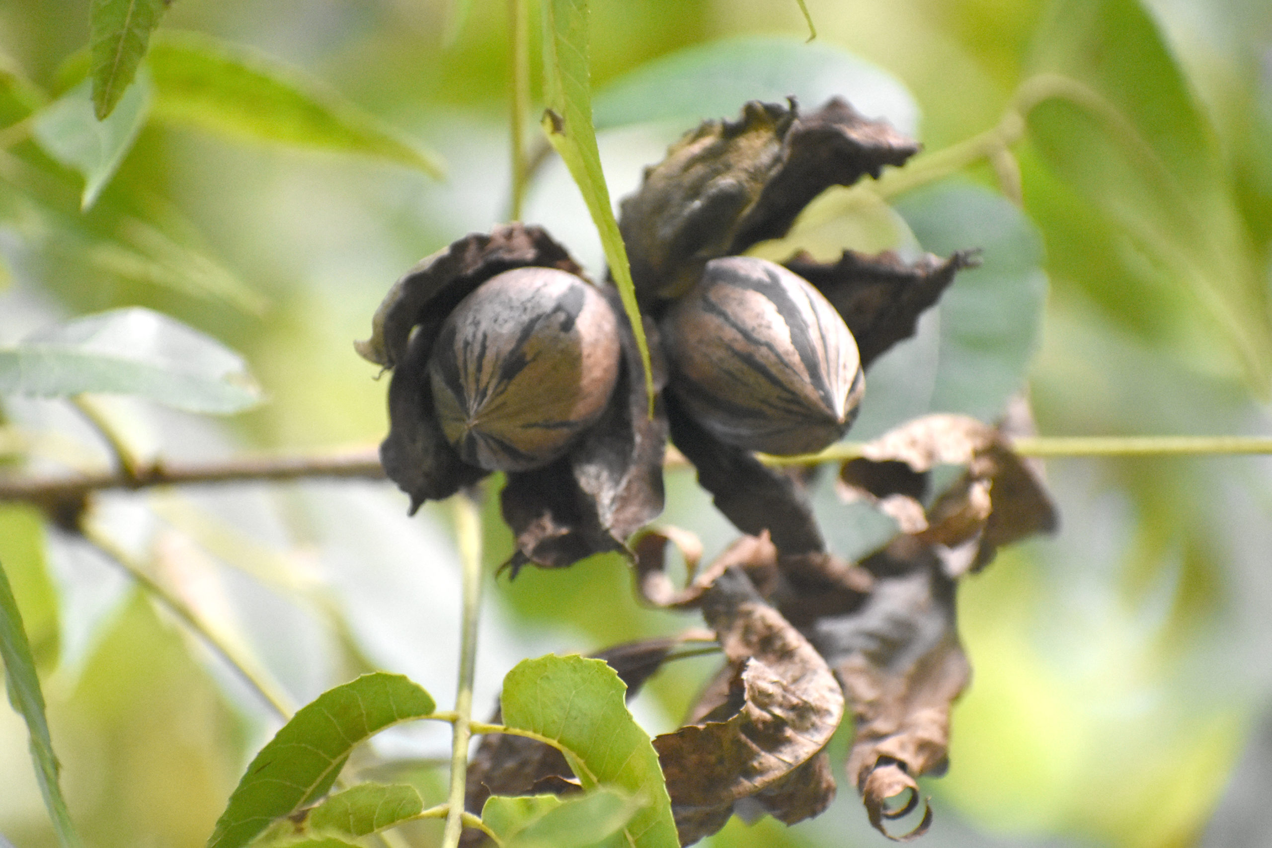 Featured image for “Alabama Pecan Leader: Looking for Good Year”