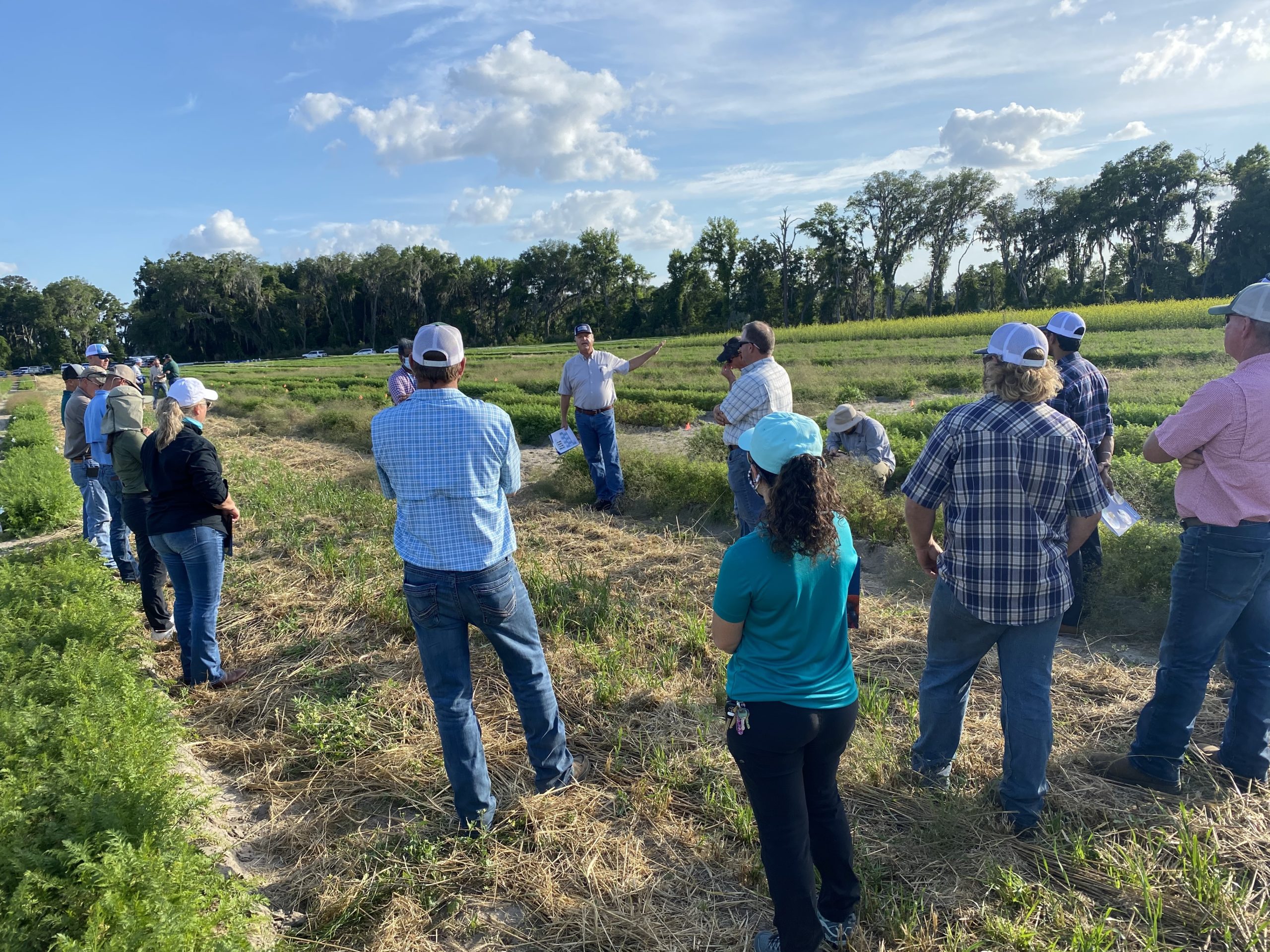 Featured image for “Field Day Impact: UF/IFAS Empowers Growers with Valuable Insights”