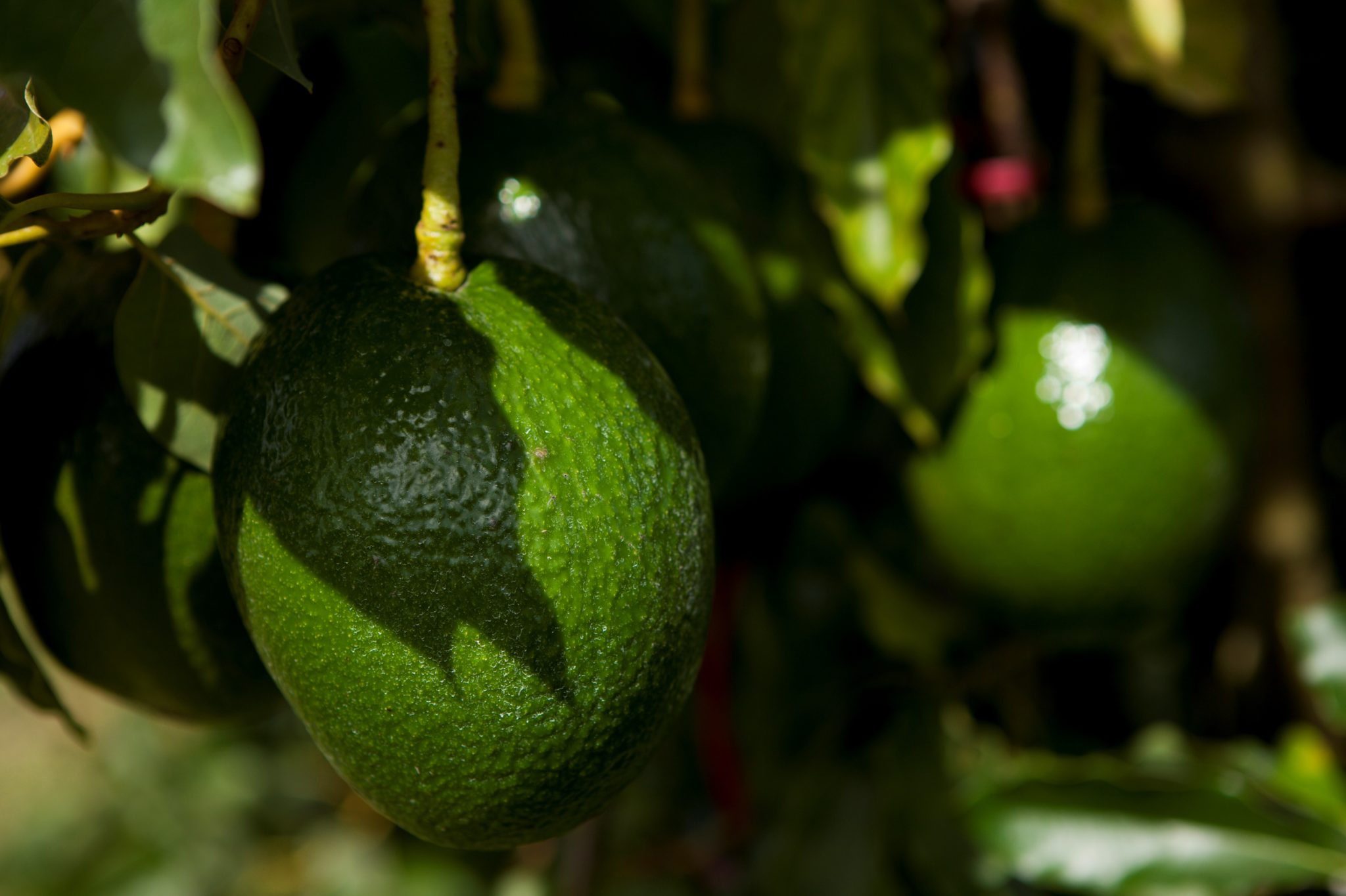 Avocado Research: UF/IFAS Secures $5 Million USDA Grant - Specialty ...