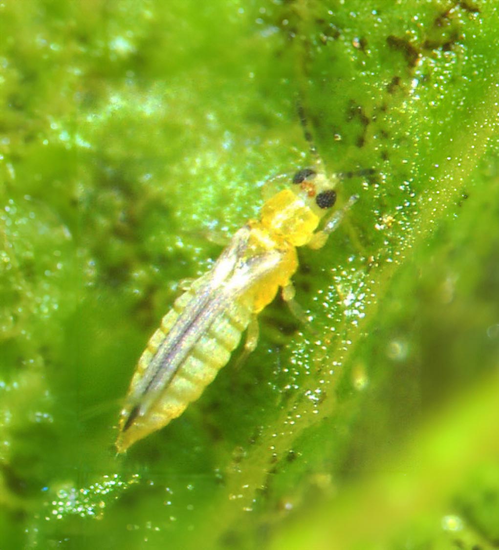 Featured image for “Specialty Crop Grower Magazine: Tiny Pest Becoming Big Problem in Strawberries”