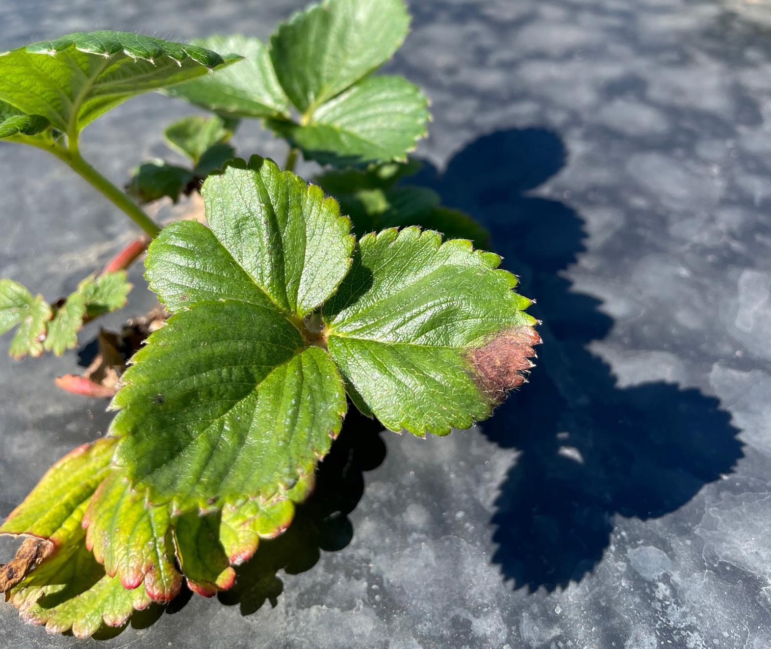 Featured image for “Specialty Crop Grower Magazine: Potential Impact of Neopestalotiopsis in Strawberries”