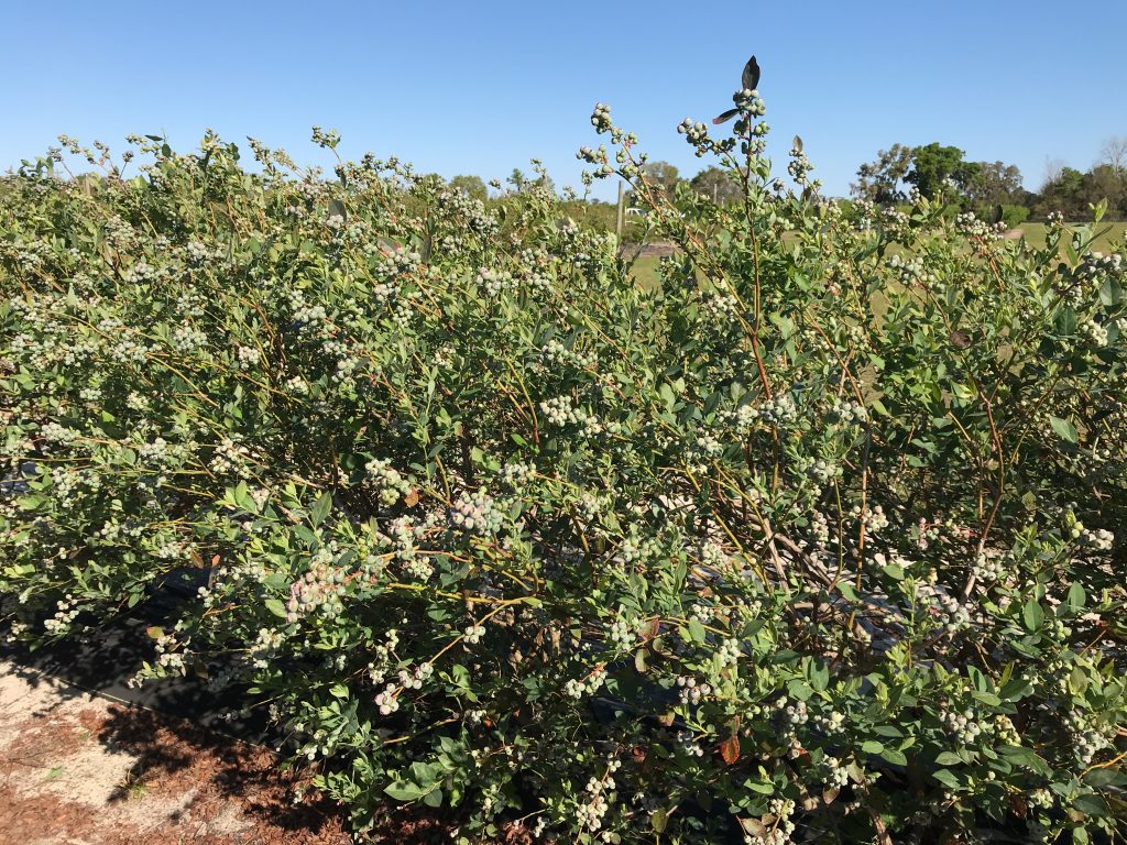 Featured image for “Specialty Crop Grower Magazine: Florida Blueberry Growers Gather for Annual Meeting”