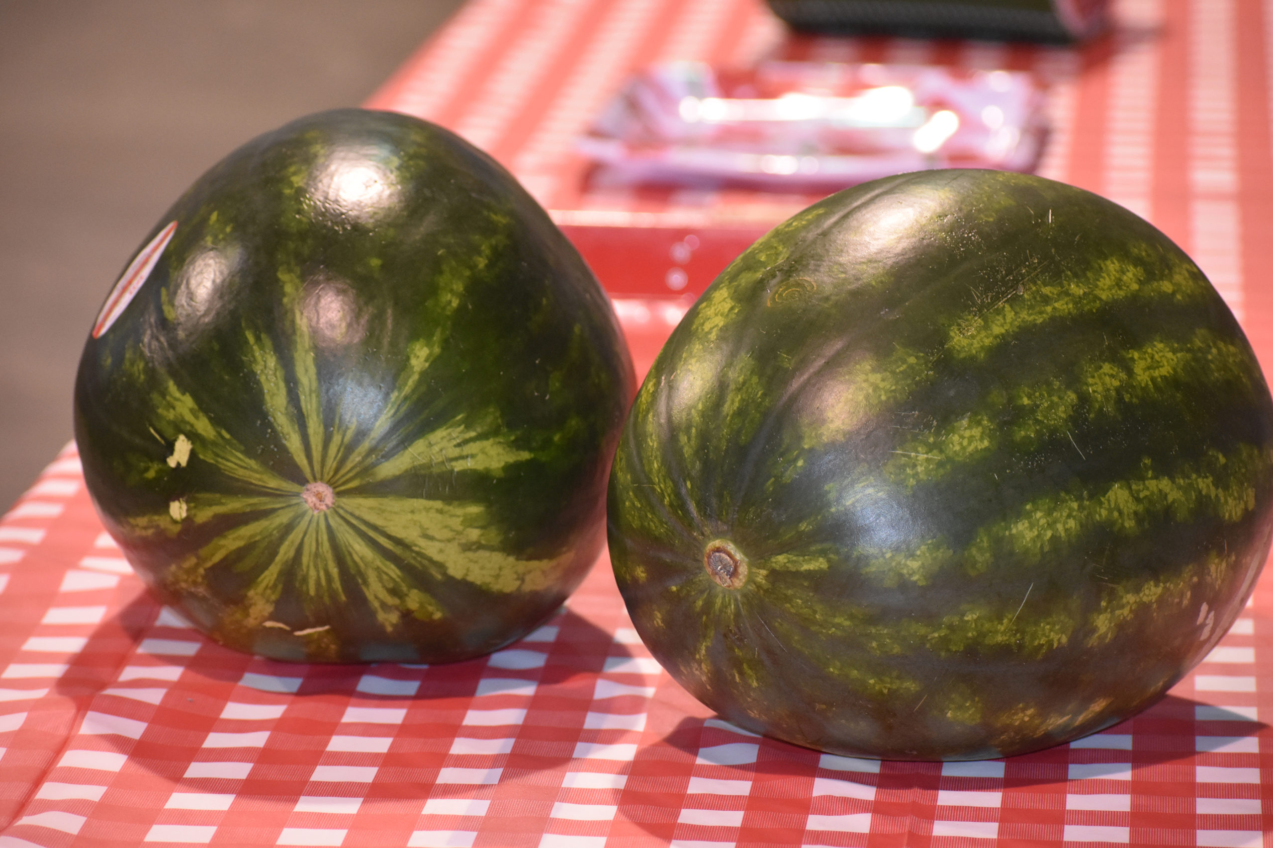 Featured image for “North Florida Watermelon Production: Automation Growing in Suwanee Valley”