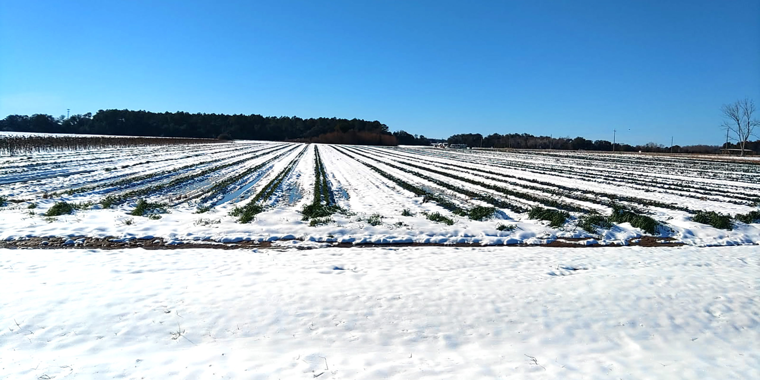 Featured image for “UGA Climatologist: Winter Storm Generational Event in Southeast”