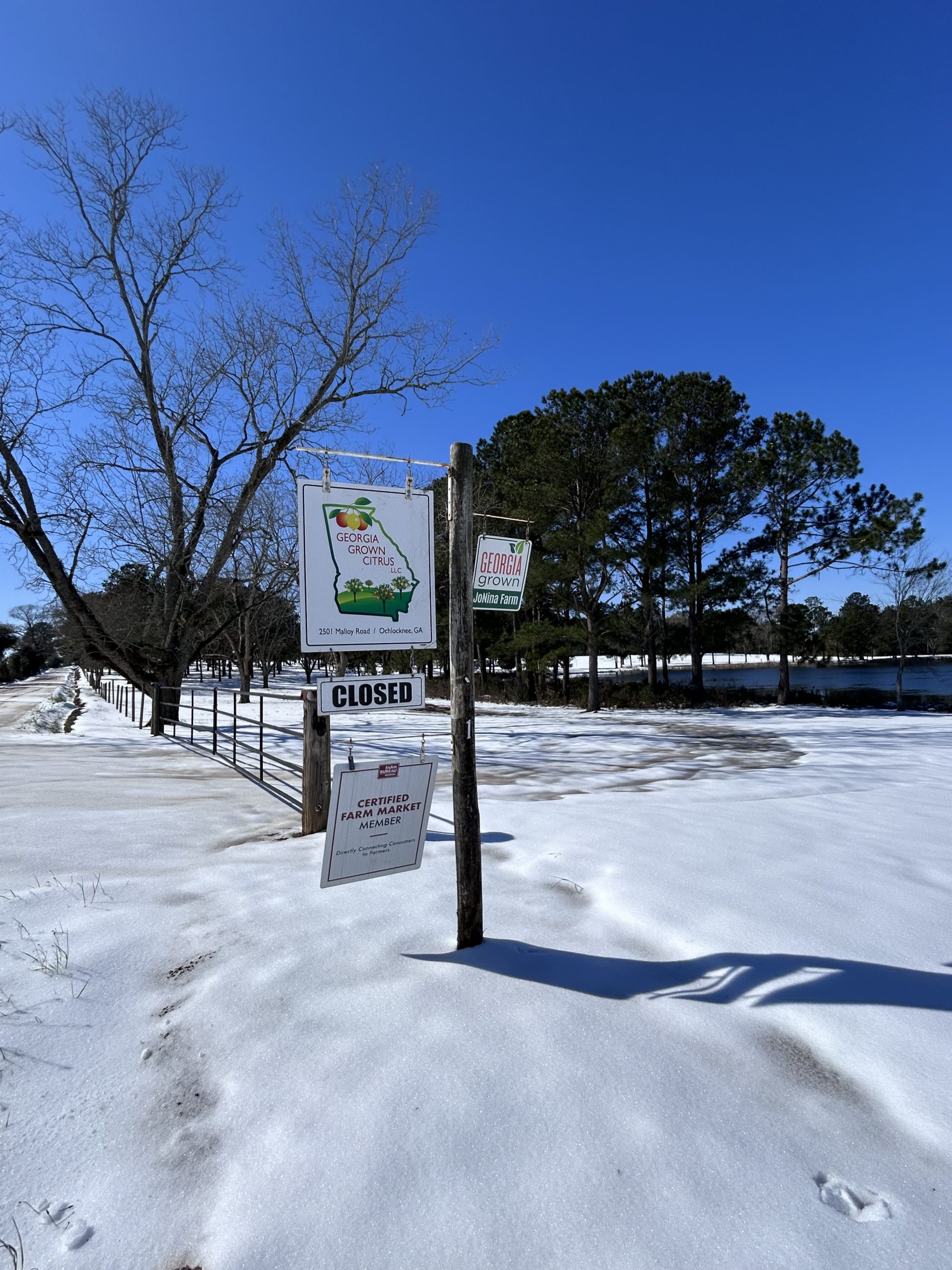 Featured image for “Protect Citrus Trees Post-Freeze With Fungicide”