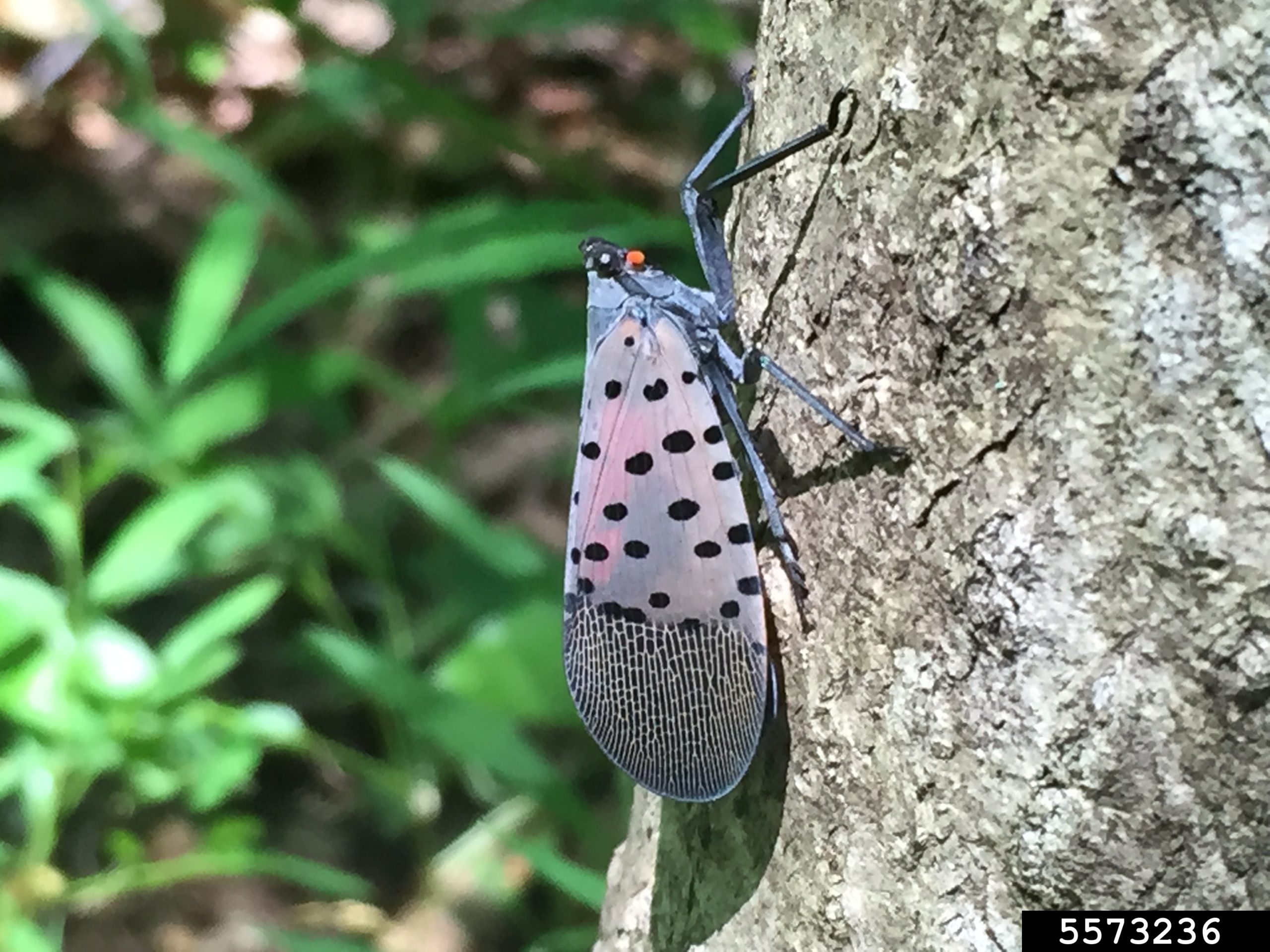 Featured image for “Specialty Crop Grower Magazine: Spotted Lanternfly Confirmation”