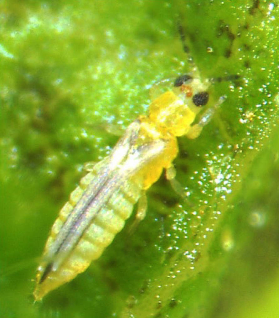 Featured image for “Chilli Thrips’ Threat to Georgia Blueberries”