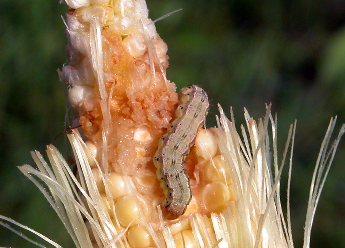 Featured image for “Specialty Crop Grower Magazine: Familiar Foes Continue to Pester Sweet Corn Growers”