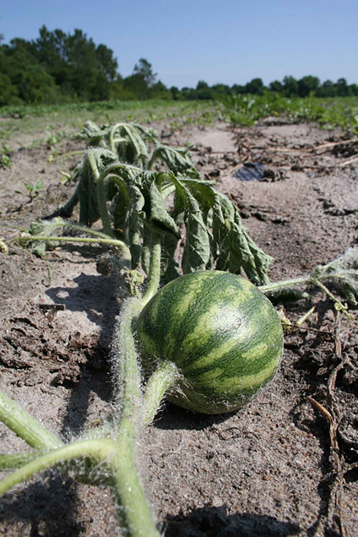 Featured image for “Fusarium Wilt a Lingering Concern for North Florida Watermelon Producers”