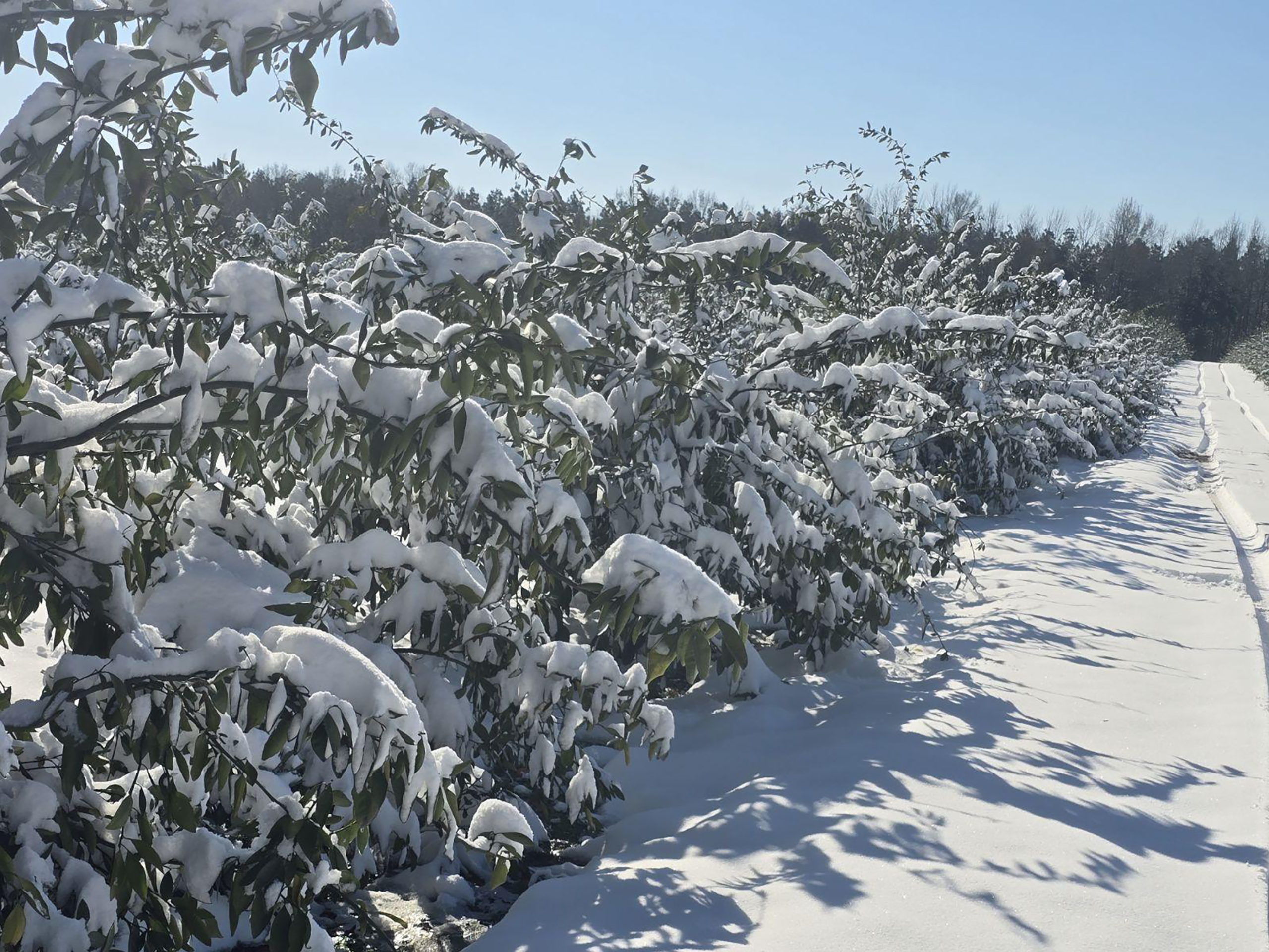 Featured image for “Commissioner Simpson Launches Loan Program for Florida Farmers Impacted by Winter Storm”