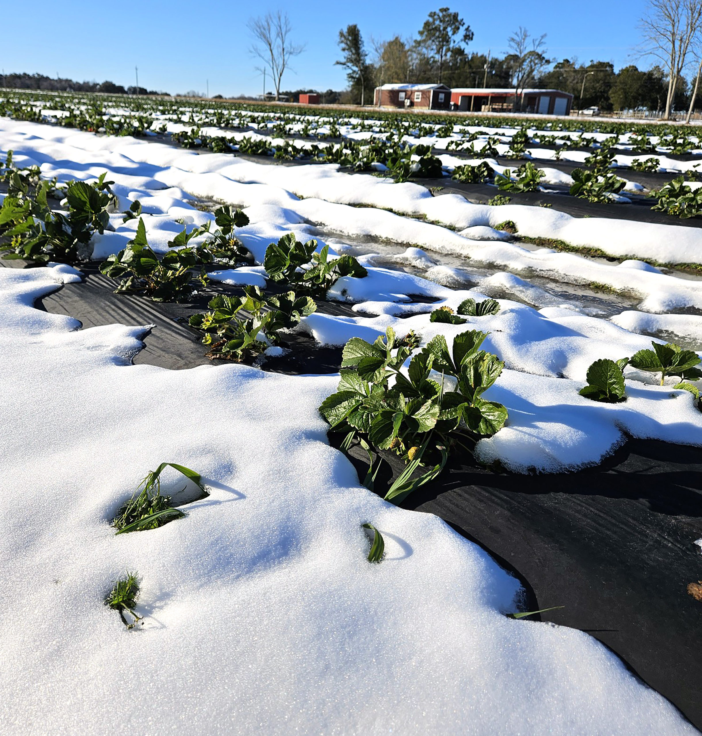 Featured image for “Frigid Temps, Historic Snow Impact Strawberries”