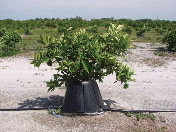 Featured image for “Freeze Protection Needed Next Week for Georgia, Alabama Citrus”