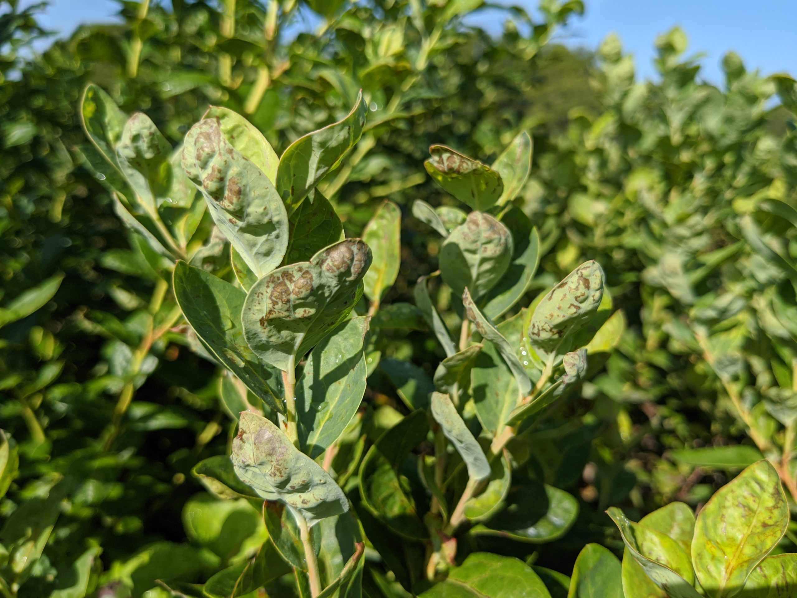 Thrips Threat: N.C. State Studying Pest's Challenge to State's Small ...