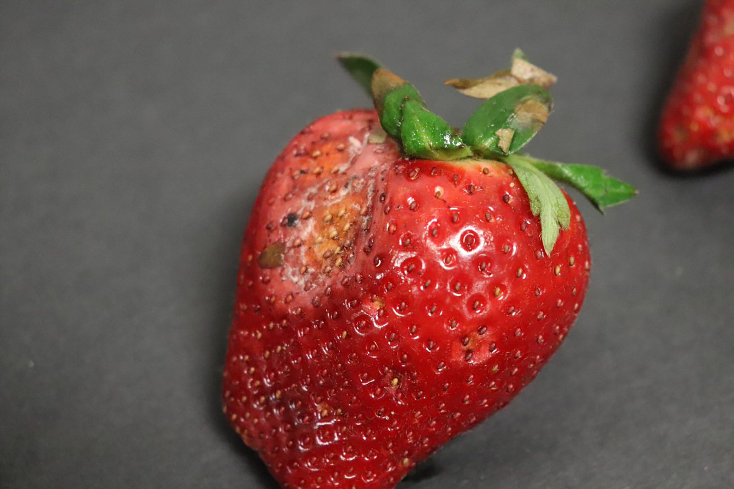 Featured image for “So Far So Good: California Strawberry Nurseries Not Yet Impacted by Neopestalotiopsis”