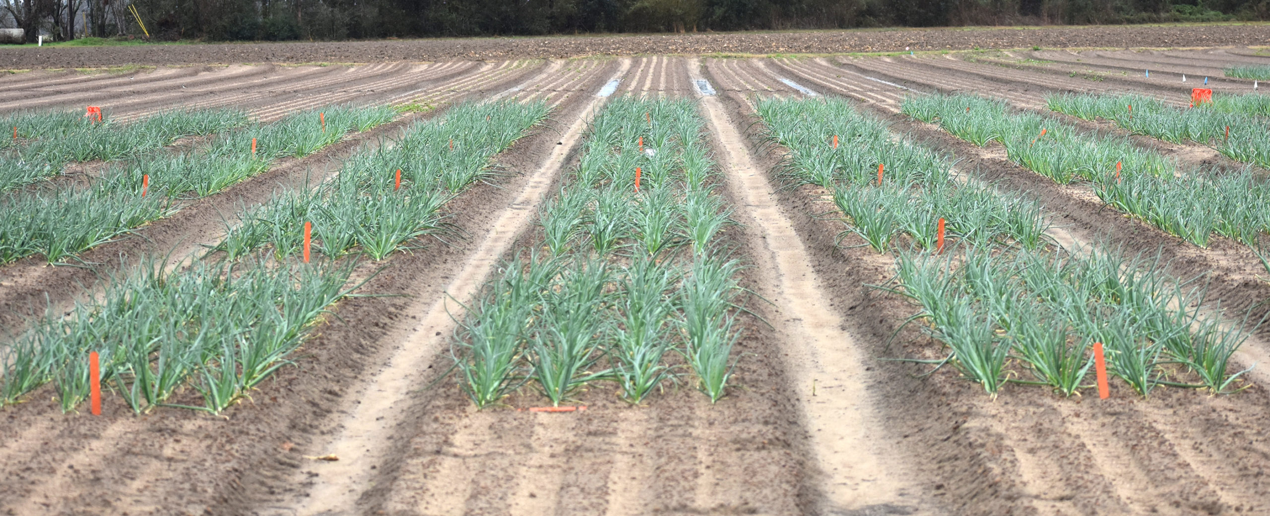 Featured image for “Thrips Control Essential for Georgia Vidalia Onion Farmers”