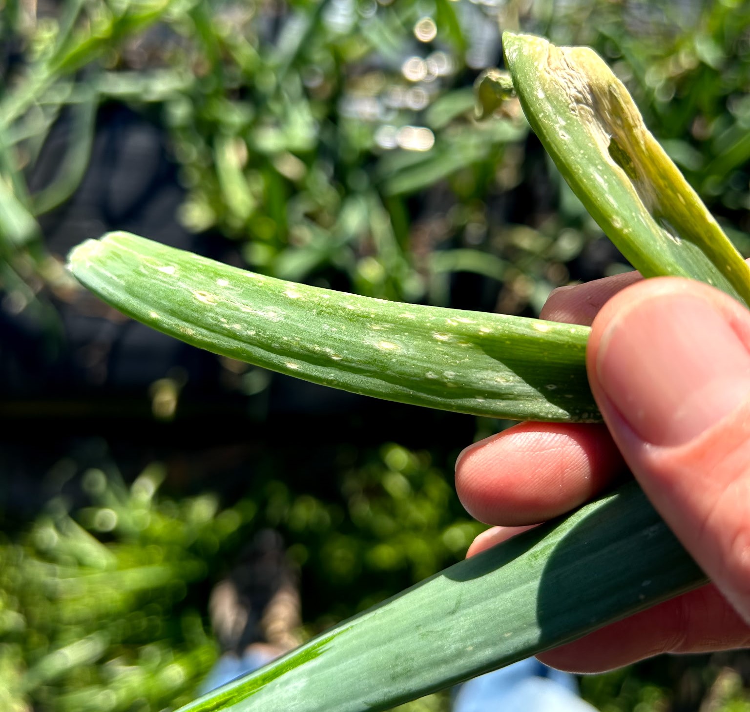 Featured image for “Clemson Extension Agents Provide Crop Updates”