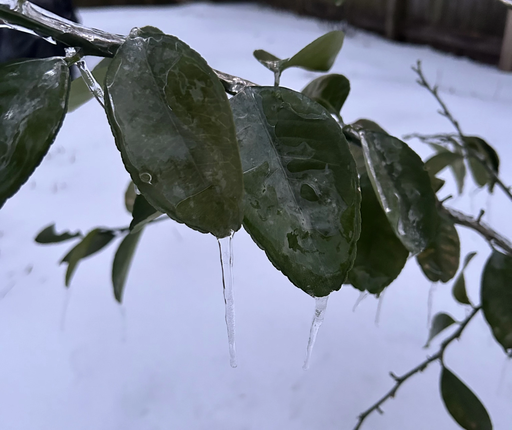 Featured image for “Clemson Extension Agents Provide Crop Updates”