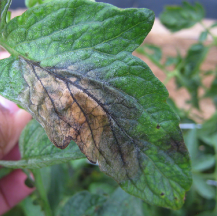 Featured image for “Late Blight Confirmed in South Florida Tomatoes”