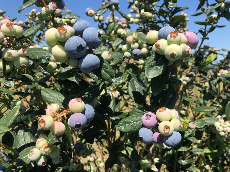 Featured image for “Blueberries: A Healthy, Tasty Snack from Florida Farmers”