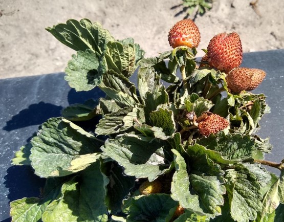 Featured image for “Two UF/IFAS-Bred Strawberries Better at Resisting Chilli Thrips”