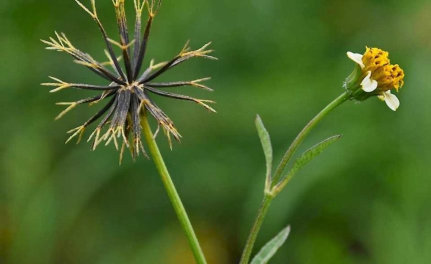 weed management