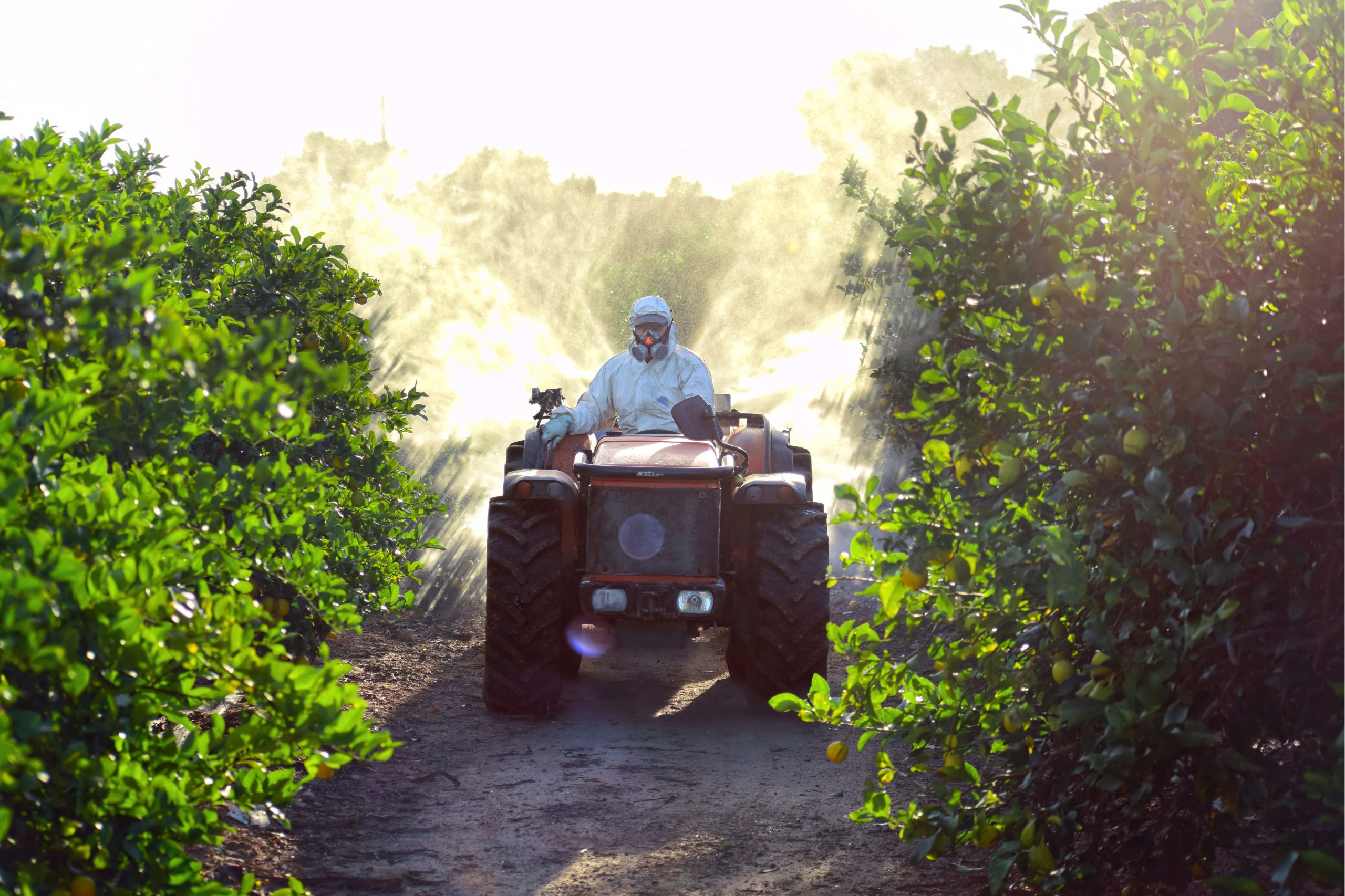 Featured image for “Now Is the Time to Knock Back Psyllid Populations”