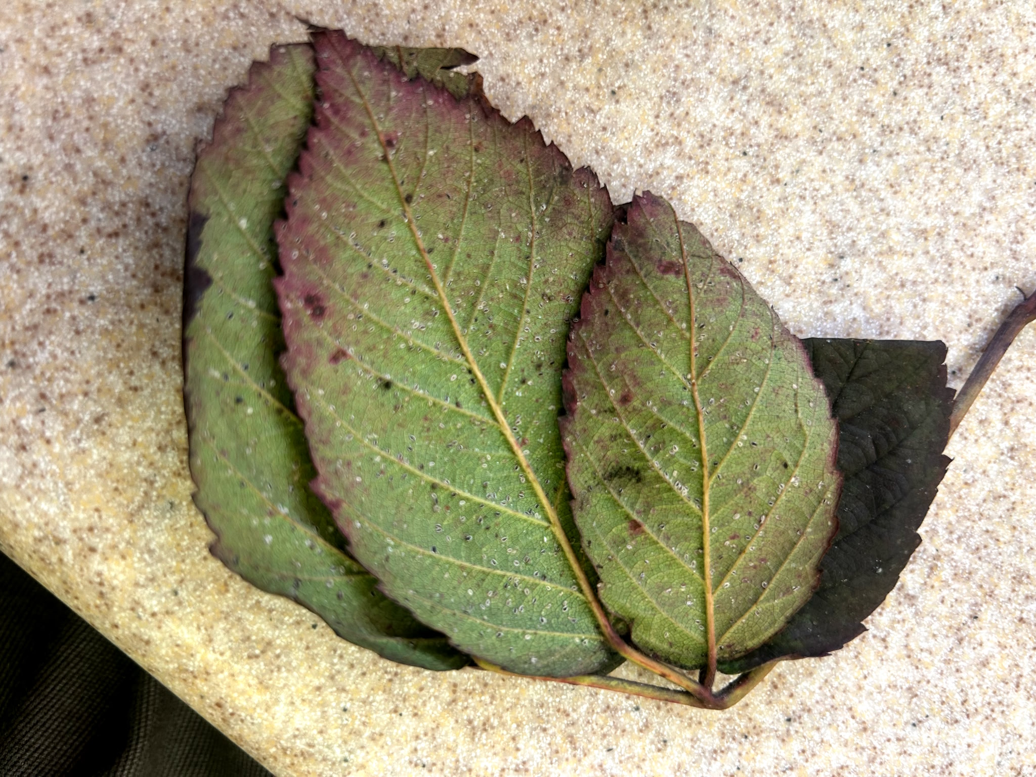 Featured image for “Clemson Extension Agents Provide Crop Updates”