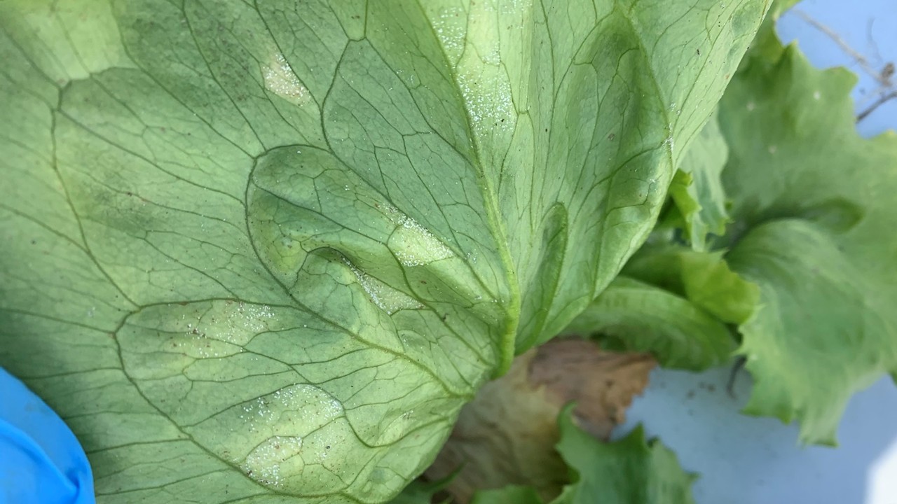 Featured image for “Lettuce Downy Mildew Detected in EAA”