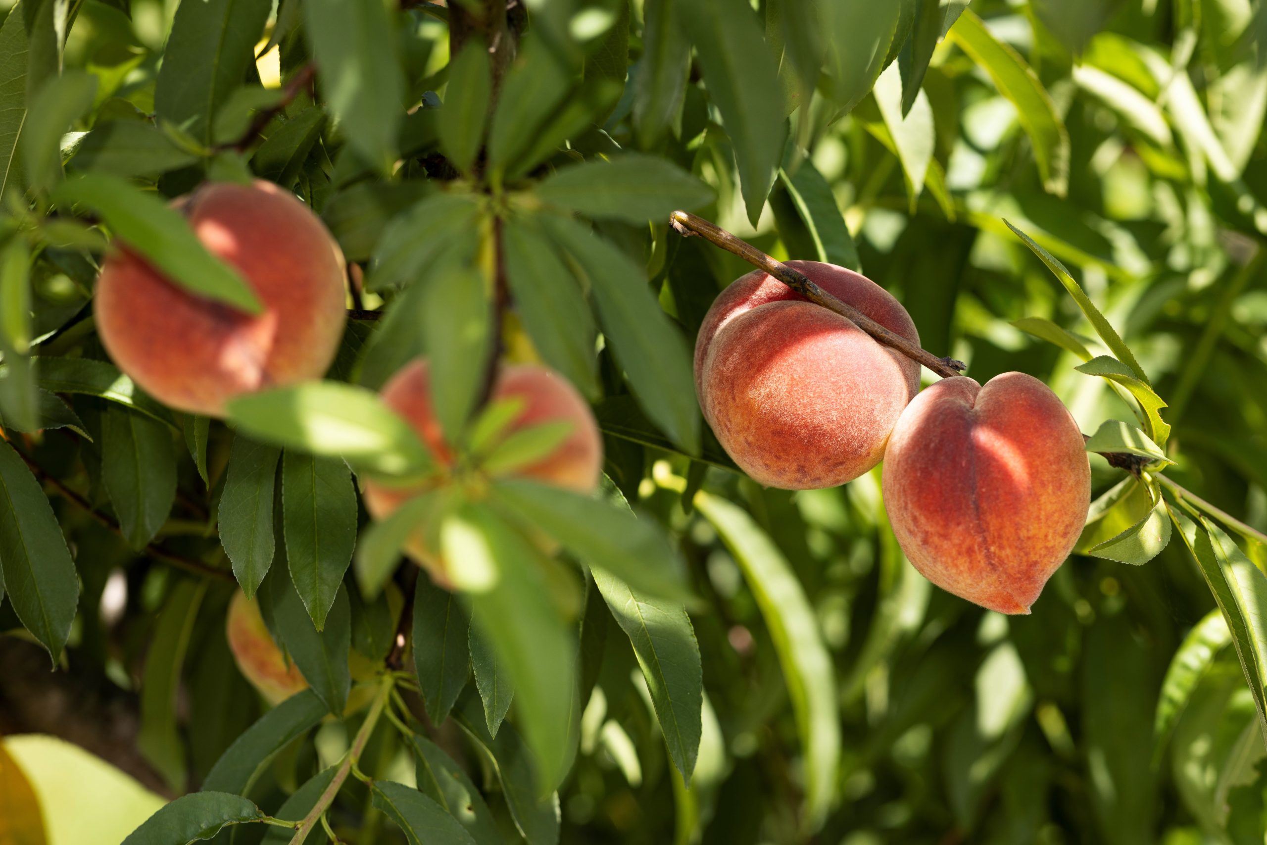 Featured image for “UF/IFAS to Host Stone Fruit Field Day”