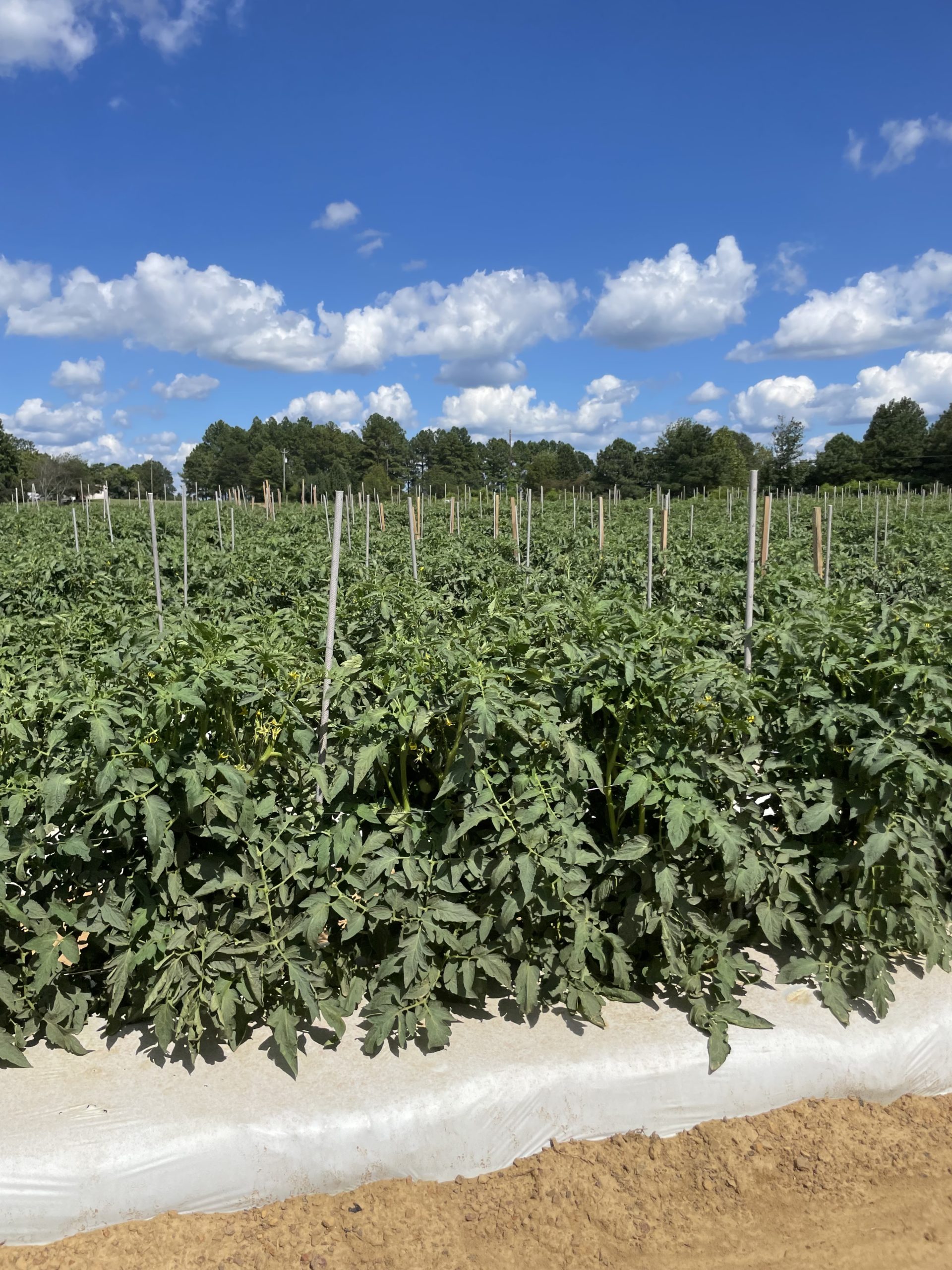 Featured image for “Let the Plantings Begin: Challenges Await Alabama Tomato Producer”