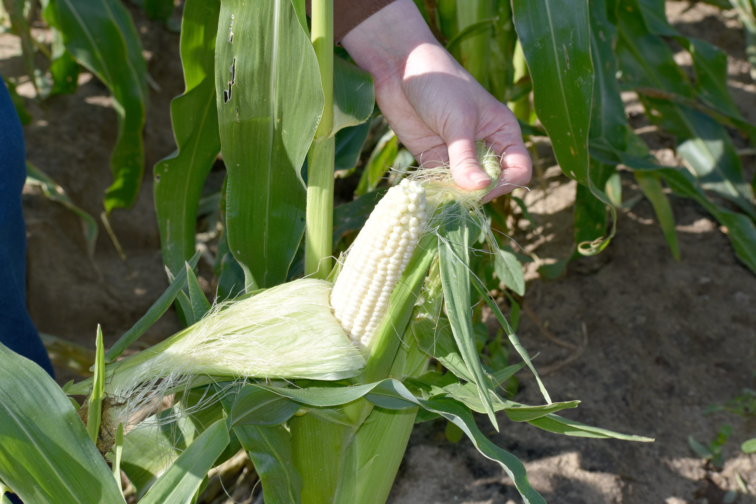 Featured image for “High Quality, Quantity of Florida Sweet Corn”