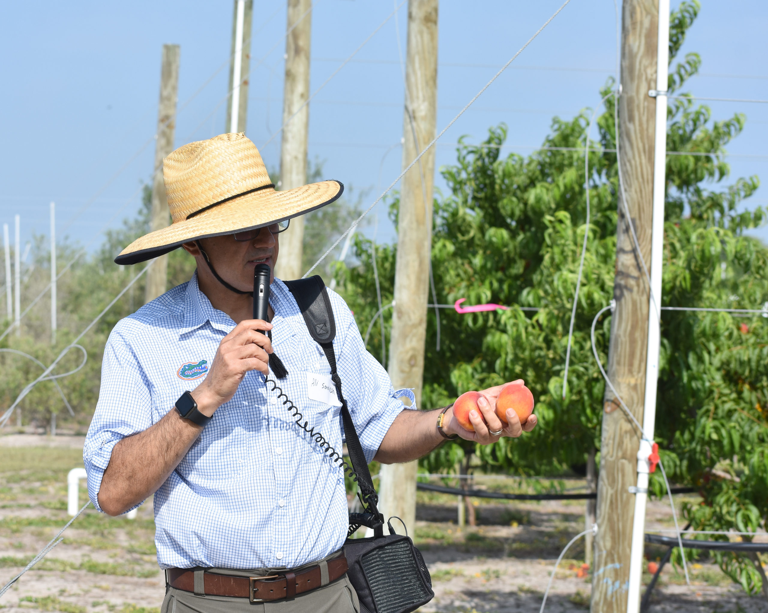 Featured image for “Stone Fruit Field Day: High Density Orchards the Future of Florida’s Peach Industry”