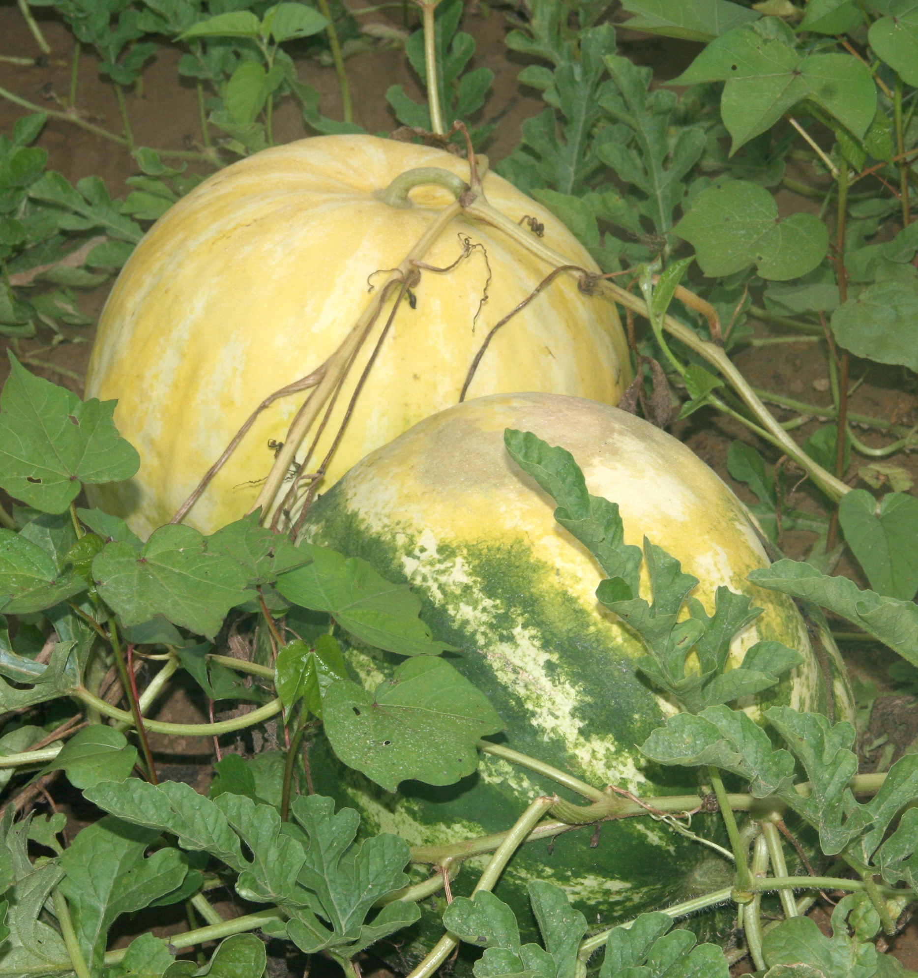 Featured image for “Sunburn a Concern for Watermelon Crop”