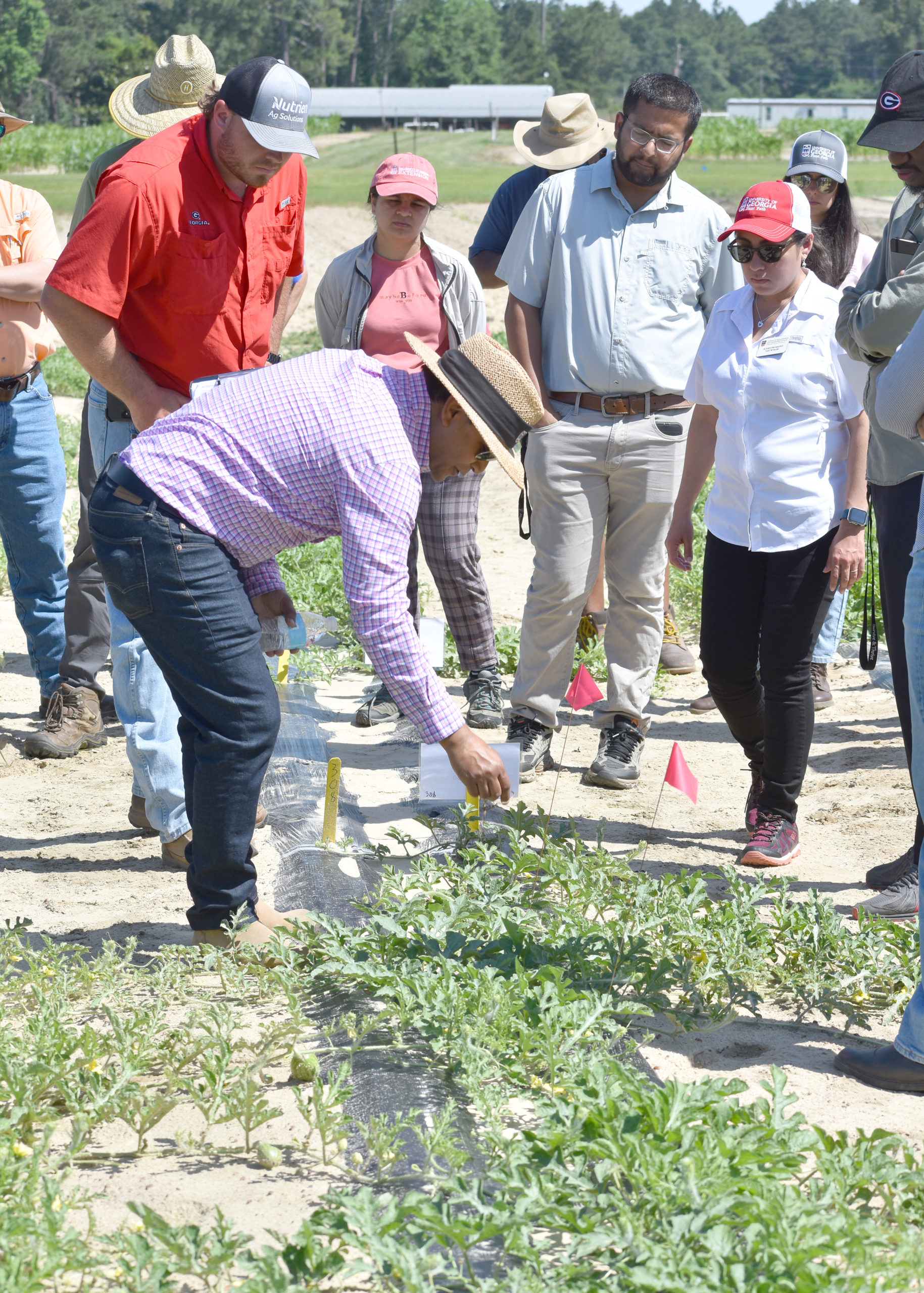 Featured image for “Research Options for Fusarium Wilt”