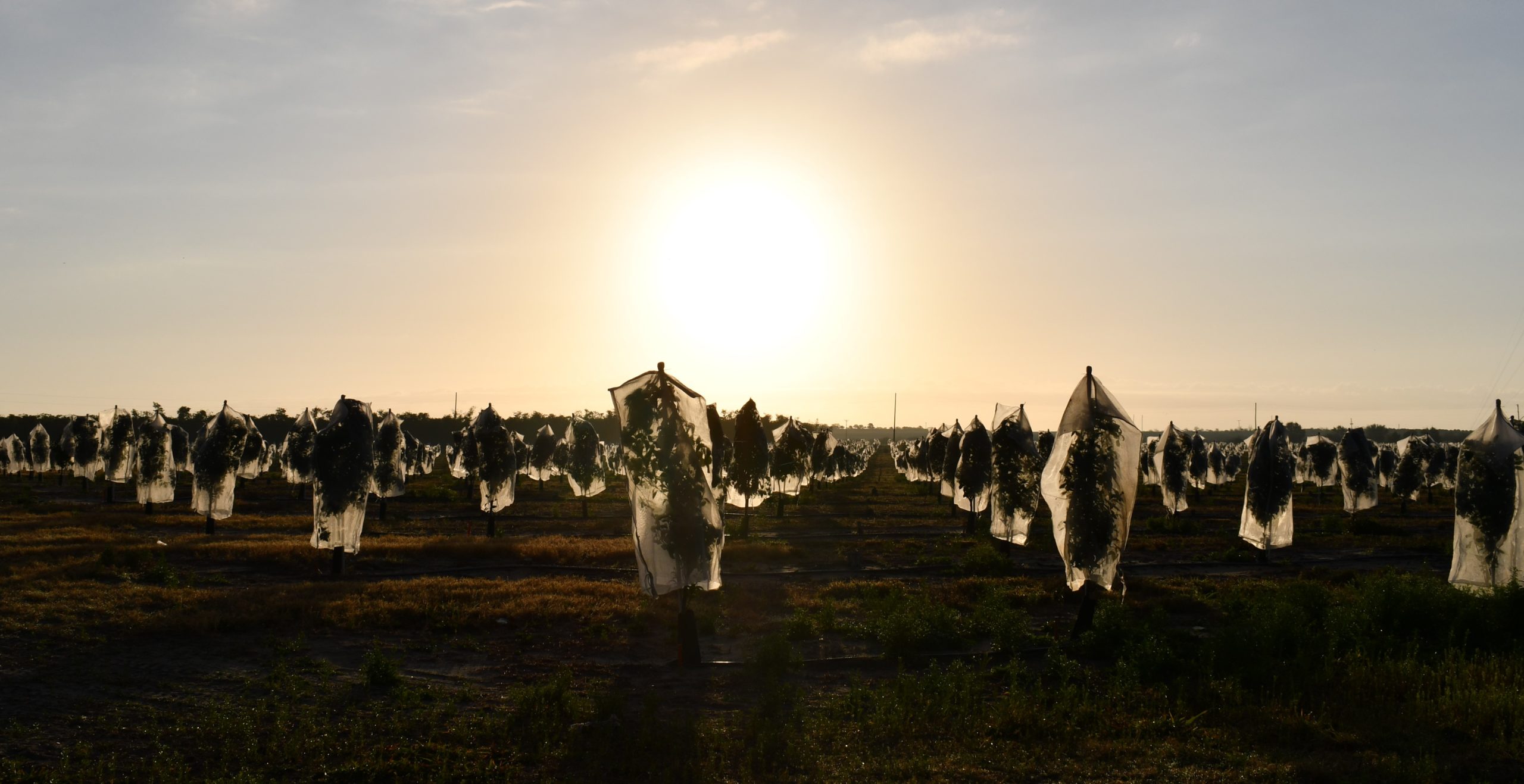 Featured image for “IPCs Provide Citrus Trees a ‘Fighting Chance’”