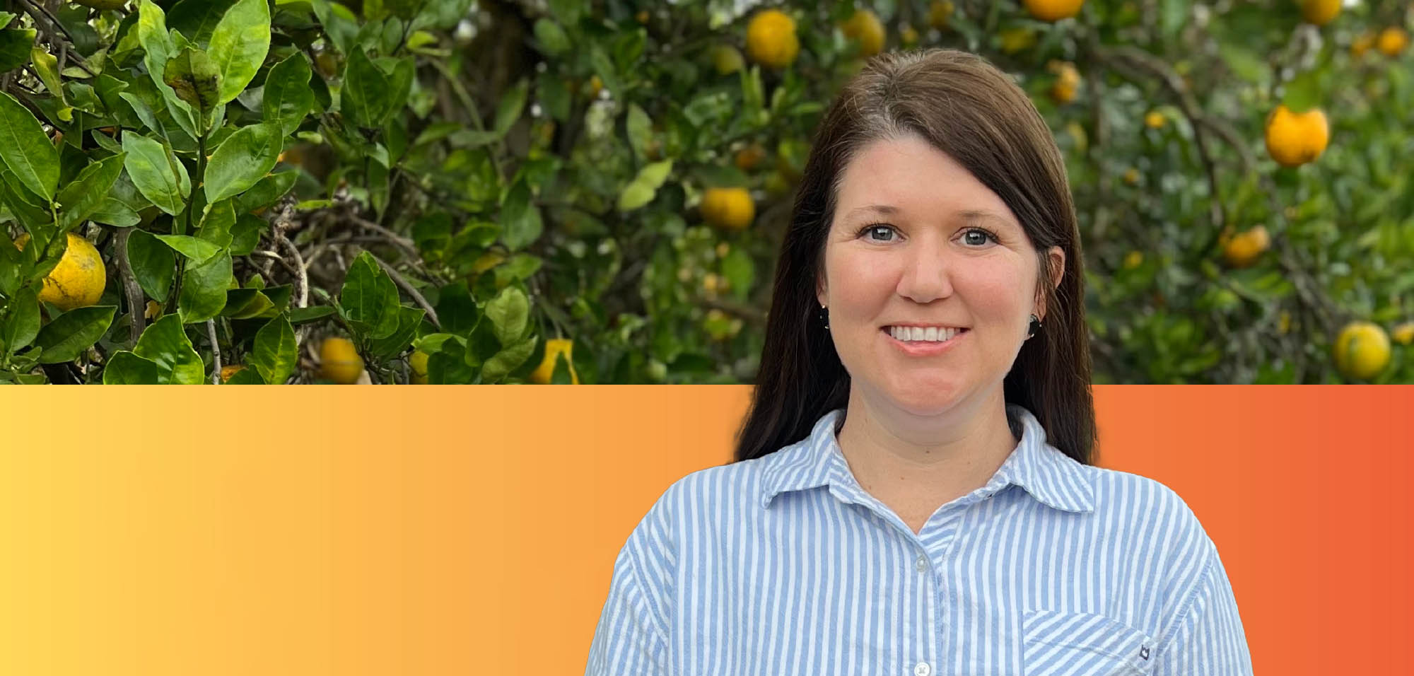Featured image for “Citrus Tree of the Future Still Years Away”