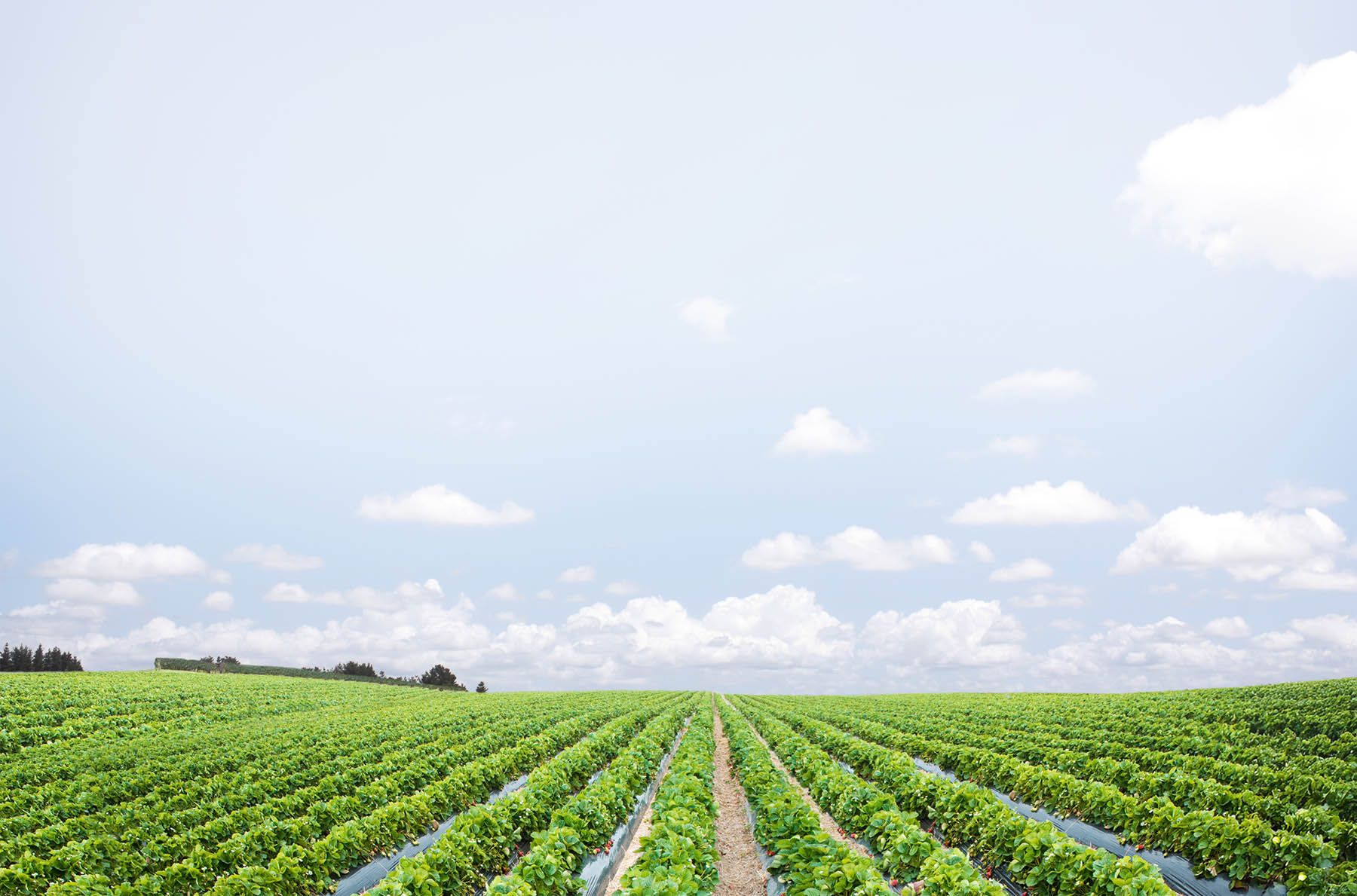 Featured image for “Specialty Crop Grower Magazine: Chlorpyrifos Ban to Begin”