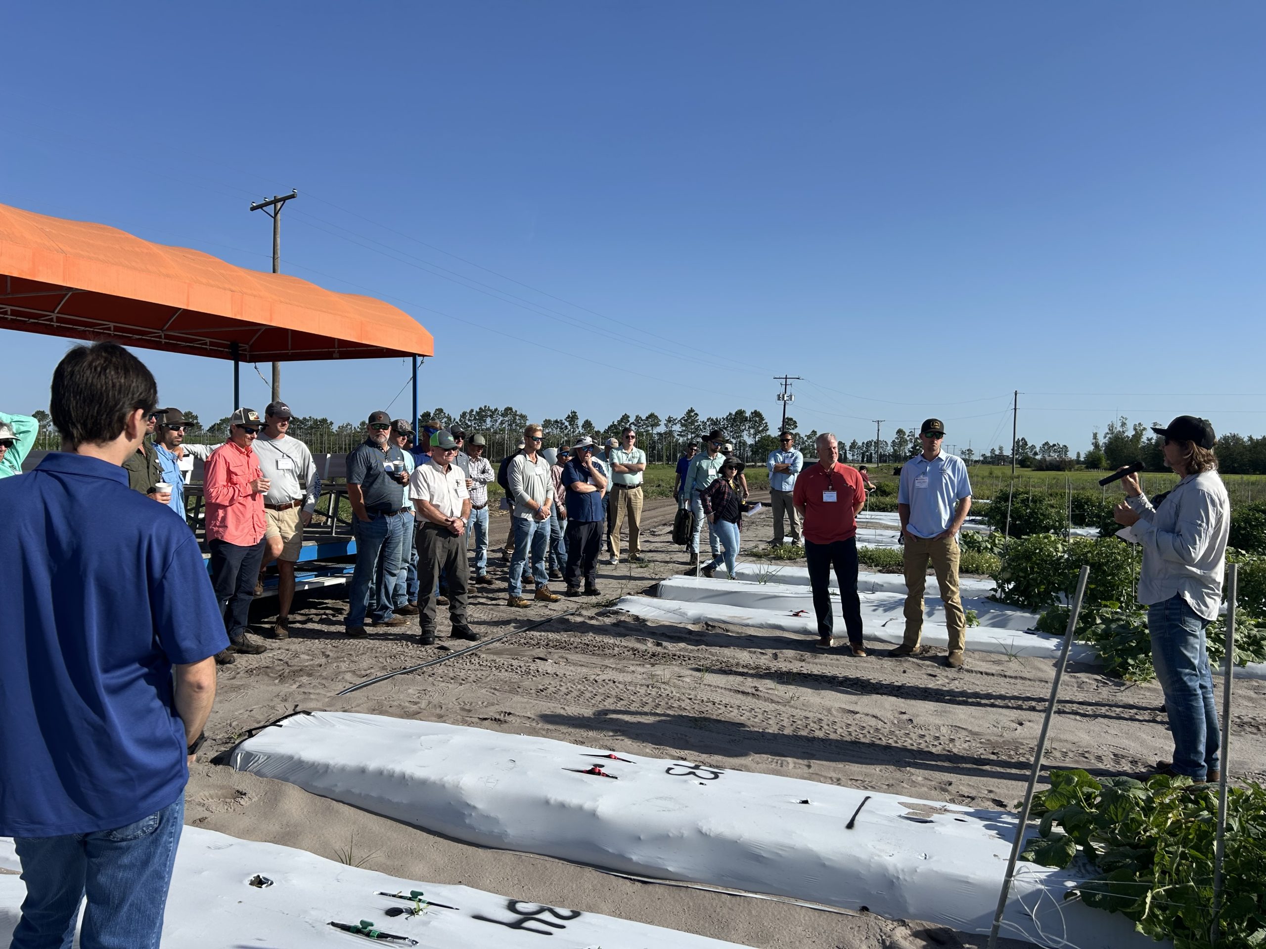 Featured image for “Tomato Field Day Shows Off Latest Research”